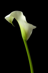 calla lily 16