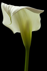 calla lily 20
