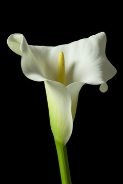 Fototapeta calla lily 17