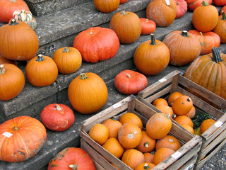 speisekürbisse auf einer treppe