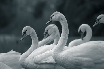 swans 2