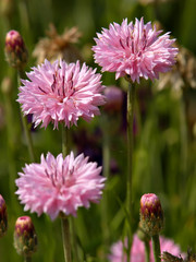 Obraz premium pink flowers