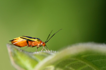 colorful bug