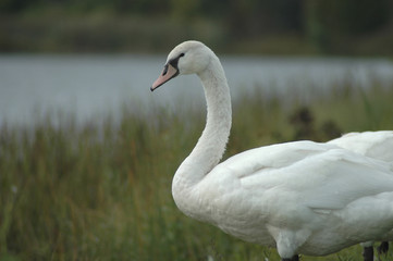 swans 4