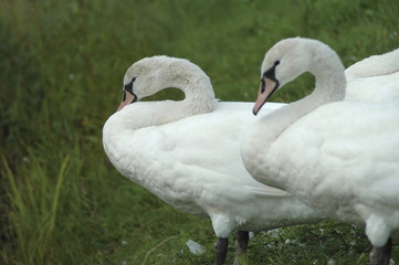 swans 5