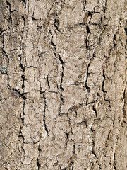 texture wood