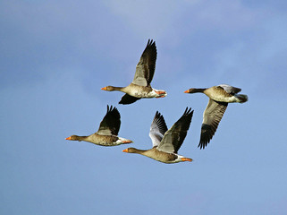 graugänse im flug