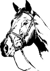 horse head illustration © Wingnut Designs
