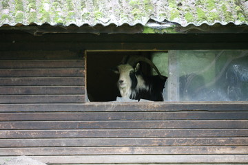 ziegenbock