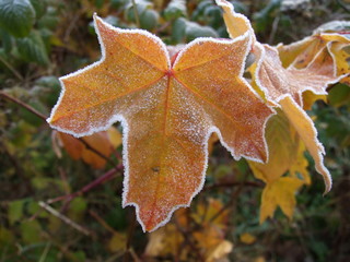 frozen maple leaf