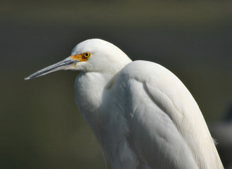 the hunter