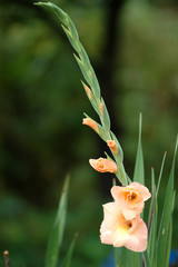 blooming gladiolus
