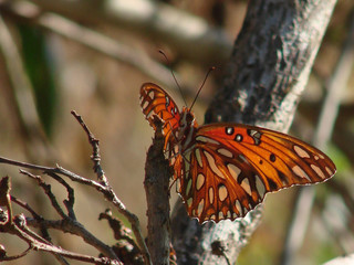 orange and white wings
