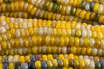 corn detail epsilon