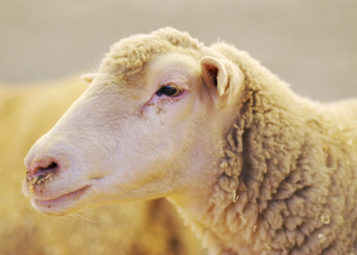 sheepy