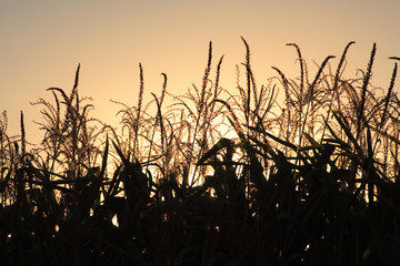 autumn harvest at sunset