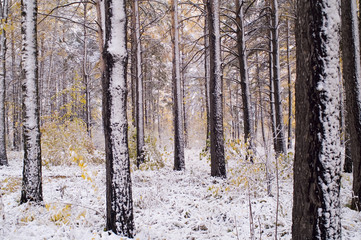 Fototapeta premium first snow