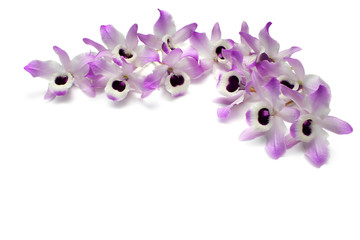 dendrobiums