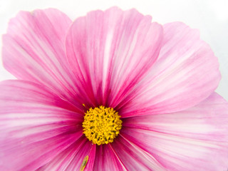 flower  close up