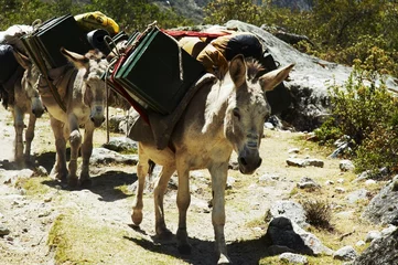 Papier Peint photo Alpamayo expedition donkey