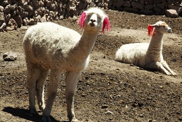 peruvian alpaka