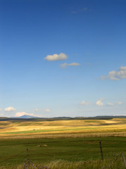 Fototapeta premium meadow