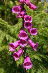 wild foxglove (digitalis purpurea), isles of scill © Sharpshot