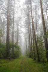 foggy forest in poland