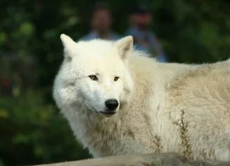 Cercles muraux Loup Loup blanc