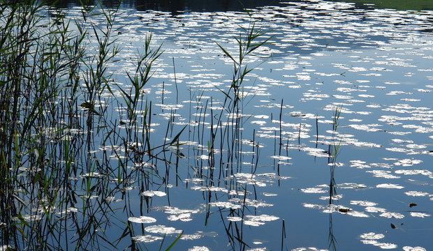 silberglanz