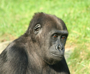 gorilla