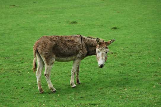 donkey 1