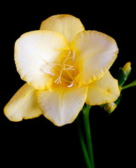 yellow freesia