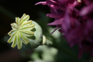 poppy seedhead