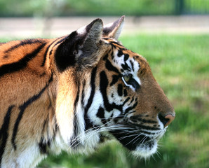 tiger