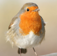 robin