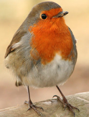robin