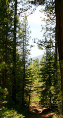 Obraz premium the trail