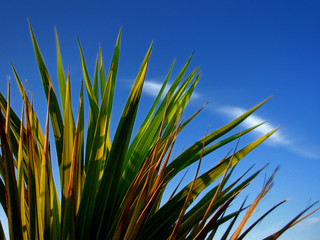 irish sky