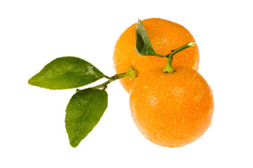 sweet calamondins