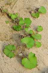plant