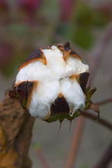 cotton