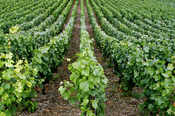 rows of grape vines in french champagne region