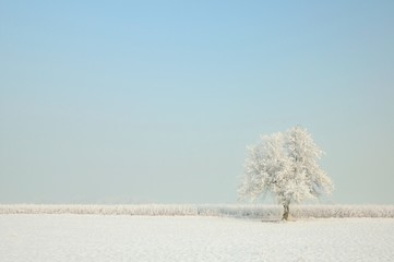 winter tree