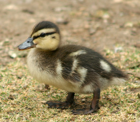 mallard duckling