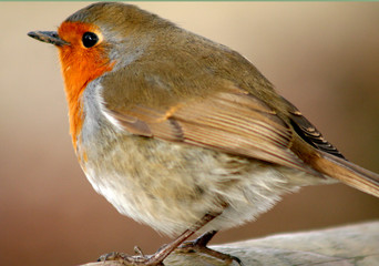 robin