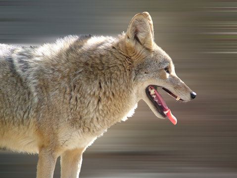 Koyote Bilder Durchsuchen 21 Archivfotos, und Videos