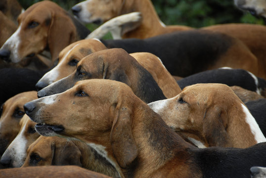 meute de chasse &agrave; courre