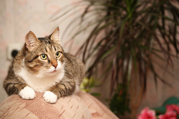 senior cat
