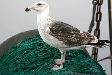 bird seagull